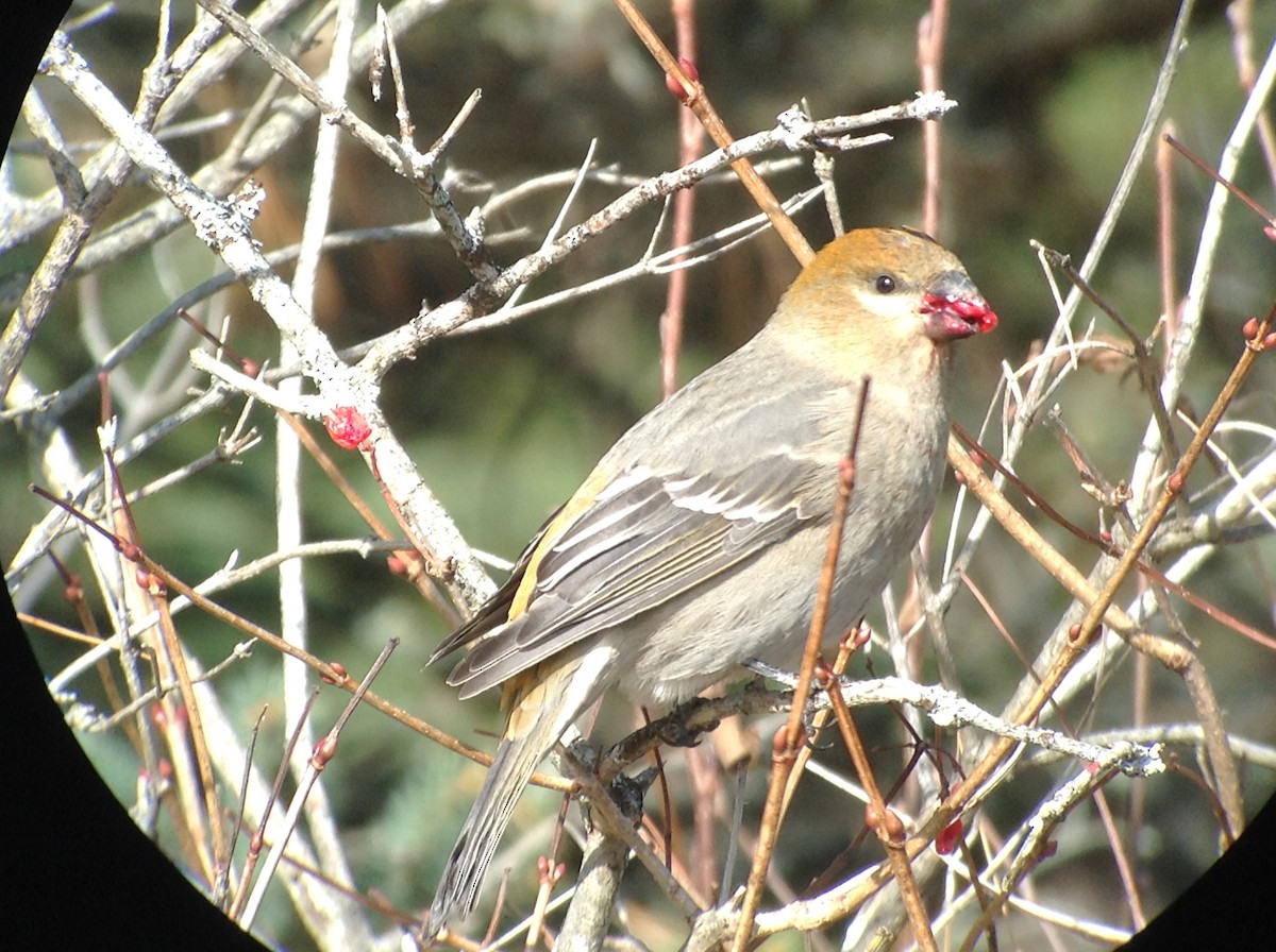 Pine Grosbeak - ML498767101