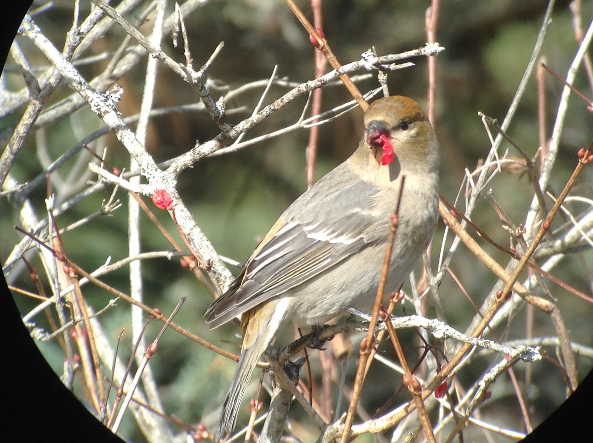 Pine Grosbeak - Michel Renaud COHL