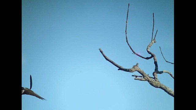 Fork-tailed Flycatcher - ML498767201