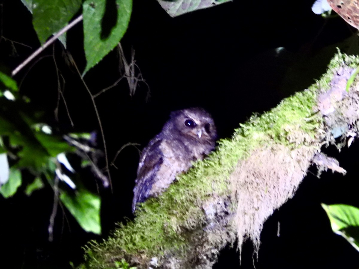 Rufescent Screech-Owl (Colombian) - ML498767681