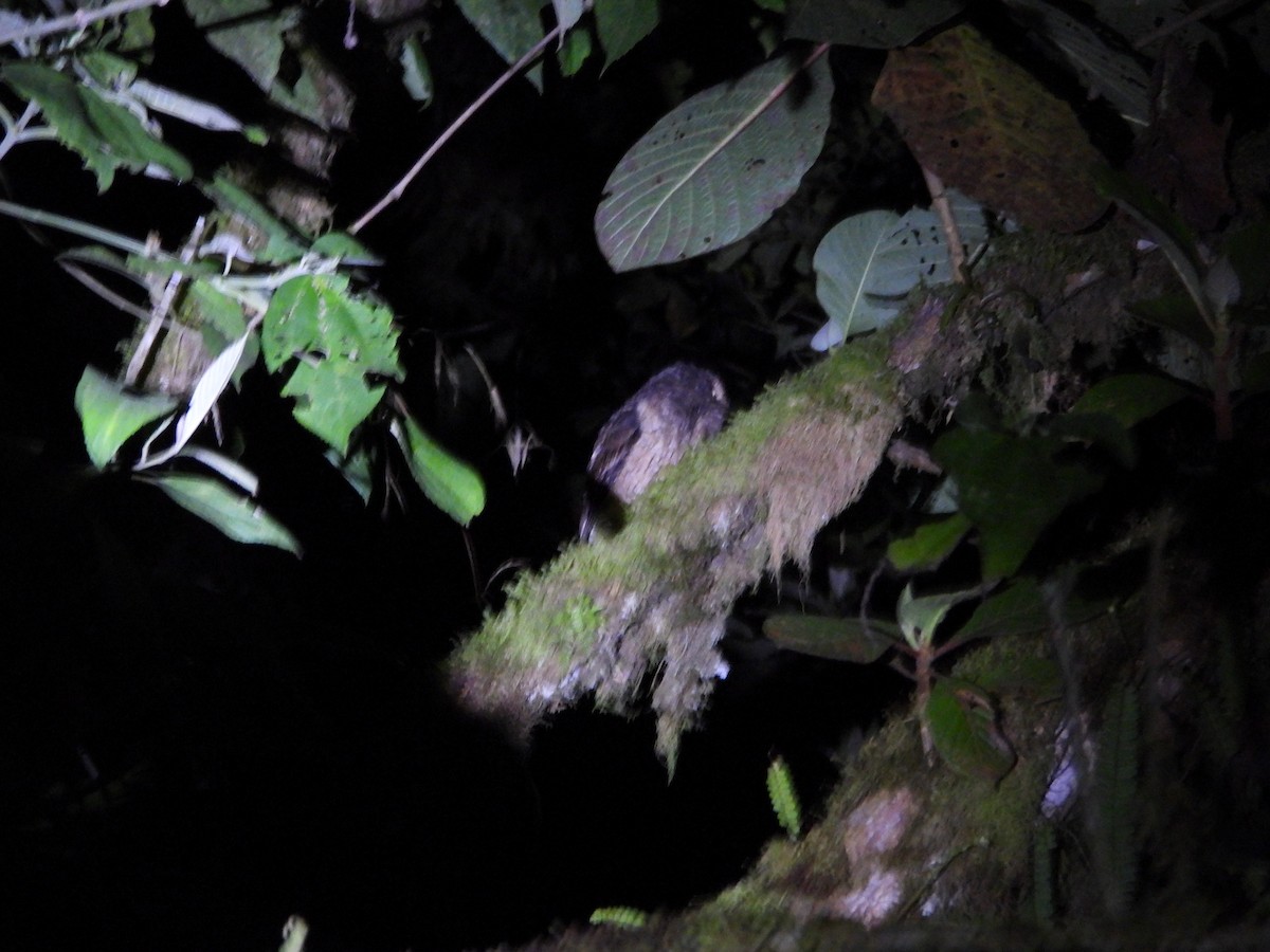 Rufescent Screech-Owl (Colombian) - ML498767691