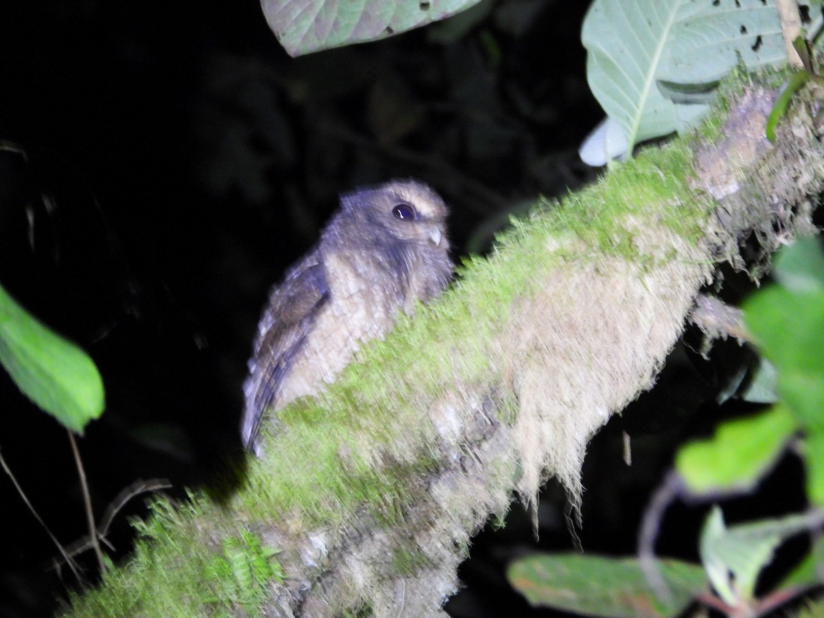 Rufescent Screech-Owl (Colombian) - ML498767711