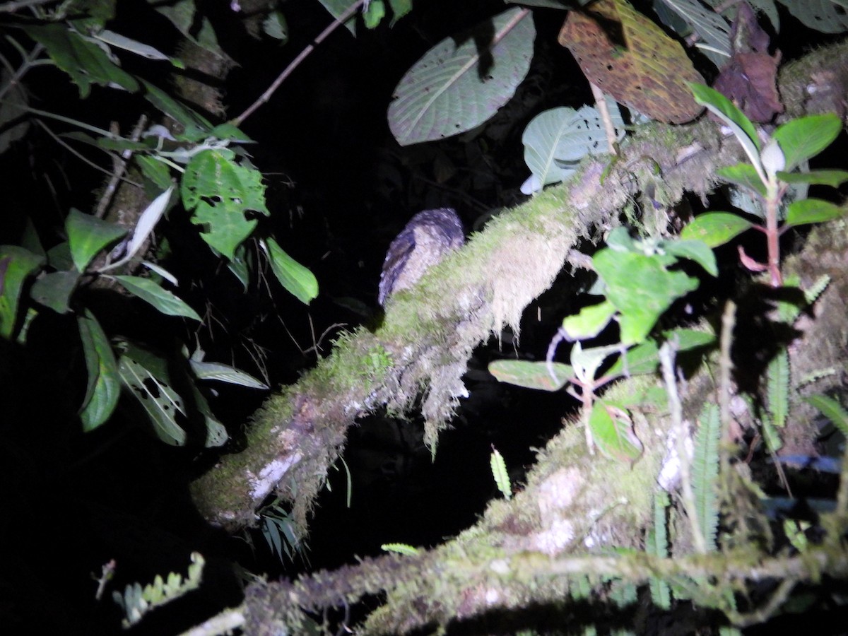 Rufescent Screech-Owl (Colombian) - ML498767741