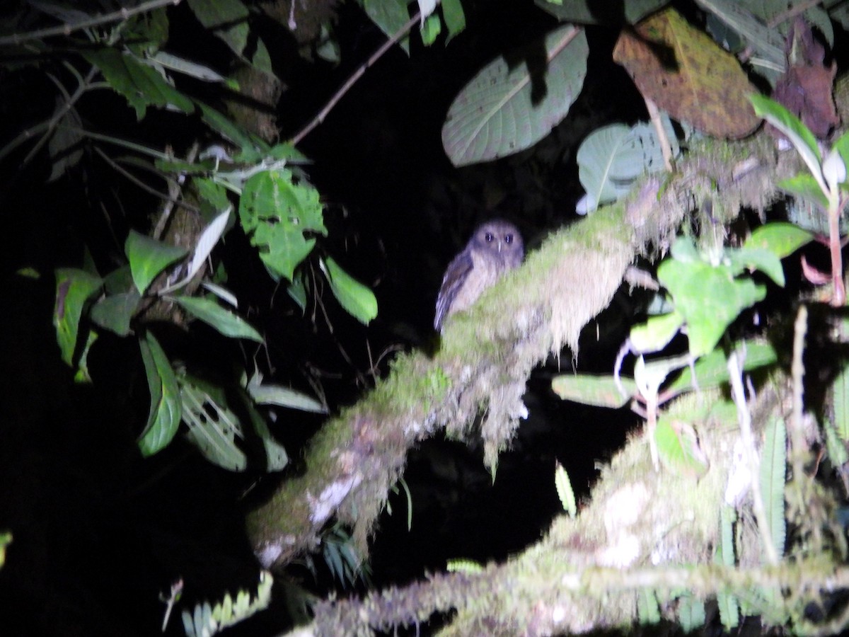 Rufescent Screech-Owl (Colombian) - ML498767761