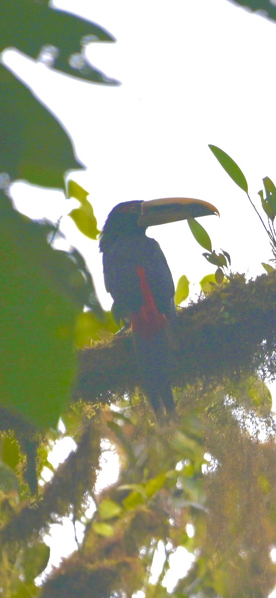 Collared Aracari - ML498768941