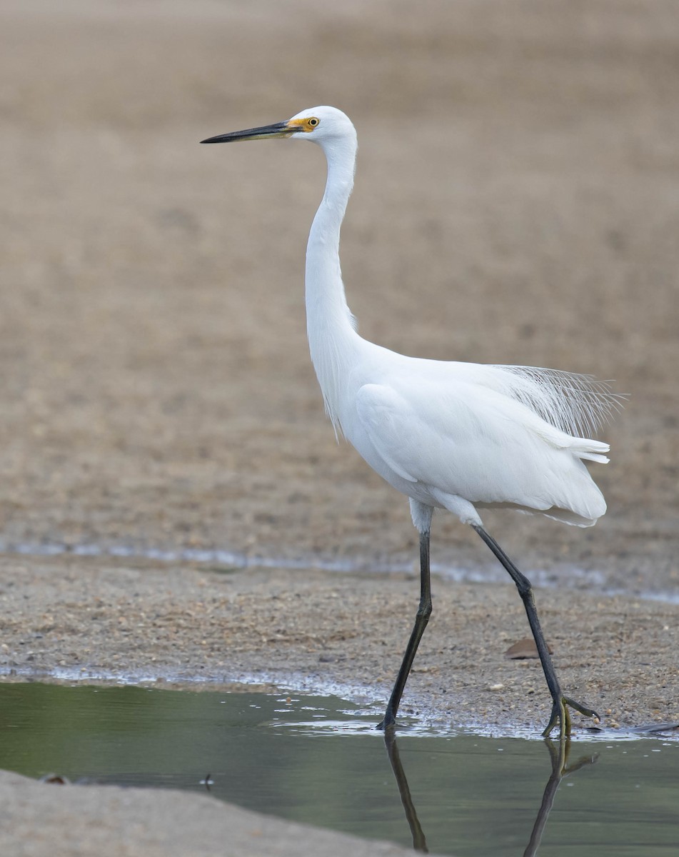 Great Egret - ML498769541