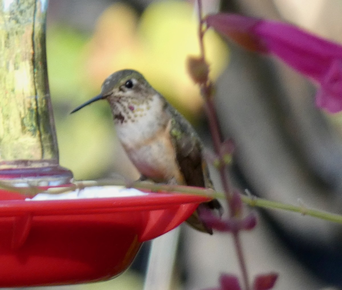 Broad-tailed Hummingbird - Benjamin Byerly