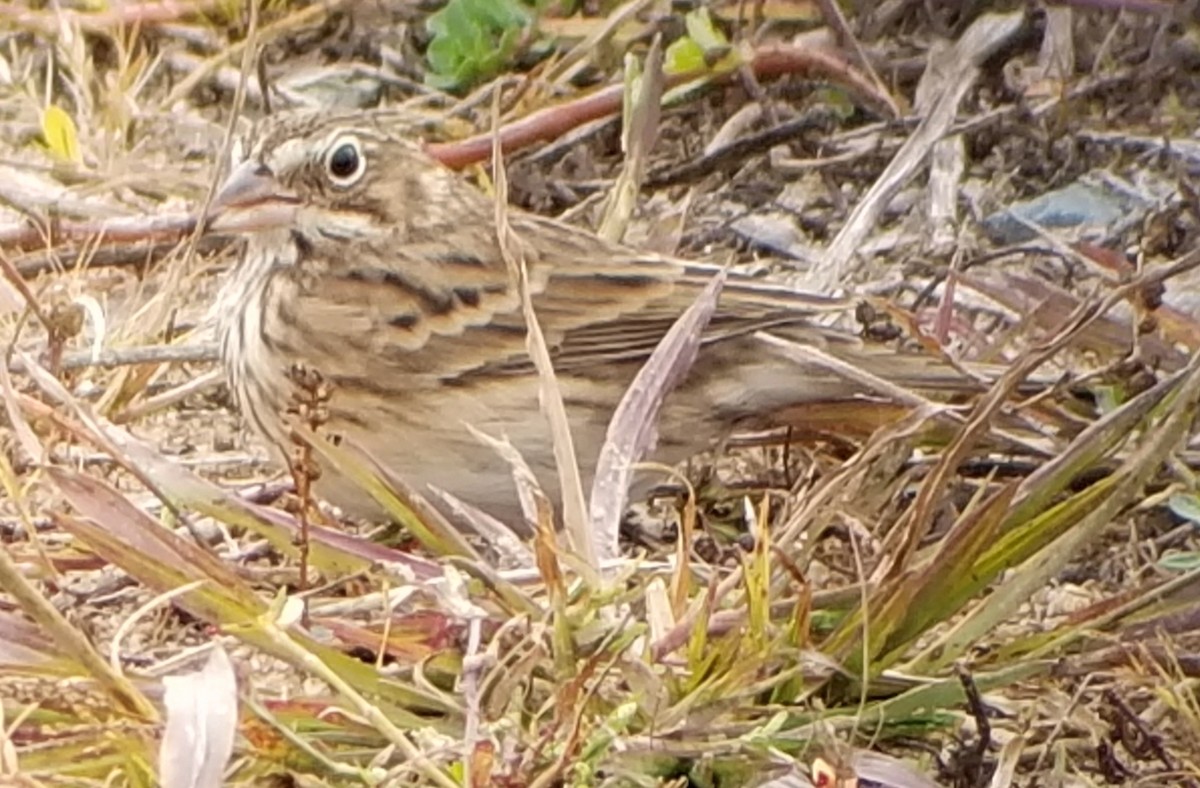 Vesper Sparrow - ML498770351