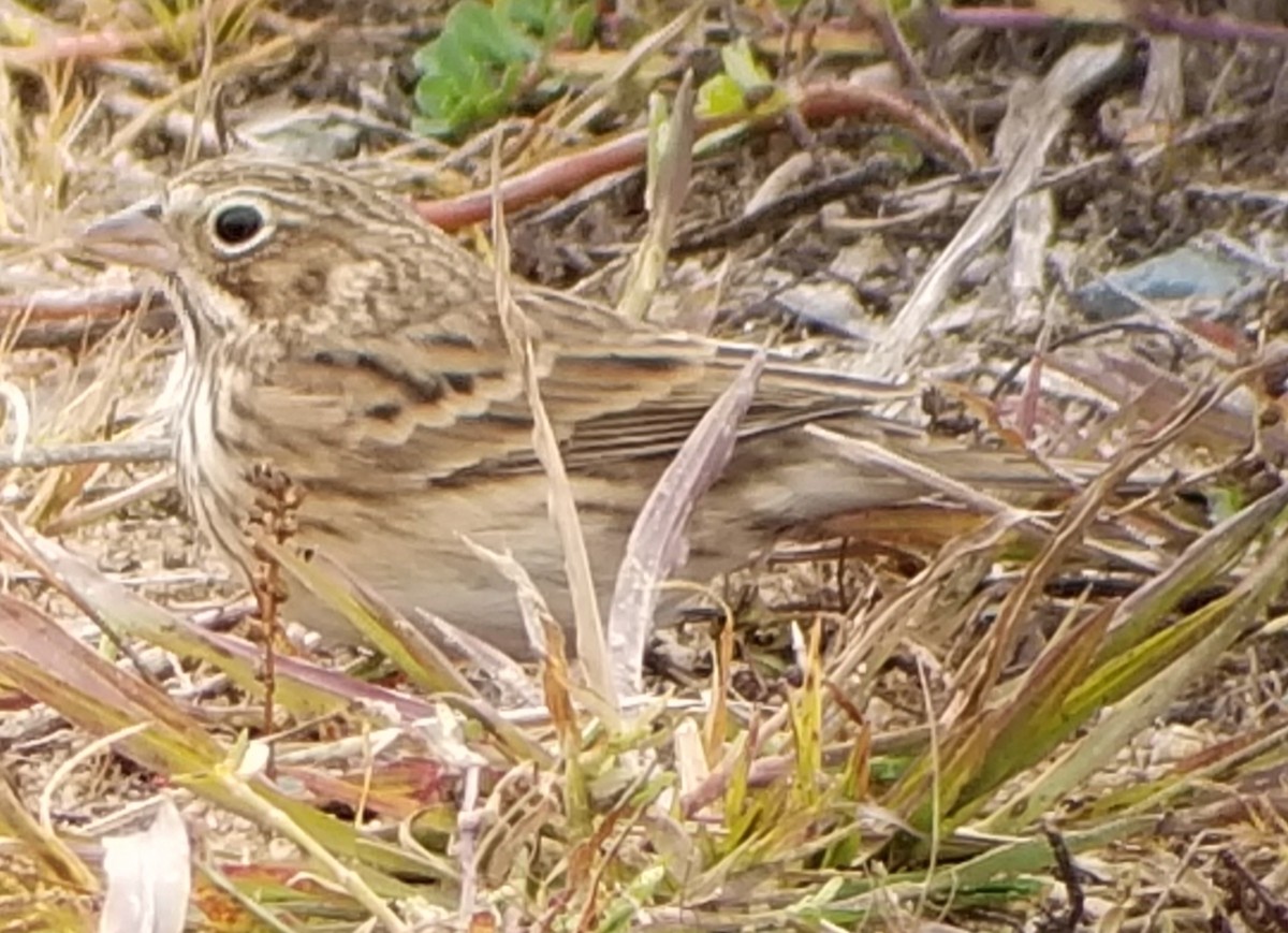Vesper Sparrow - ML498770451