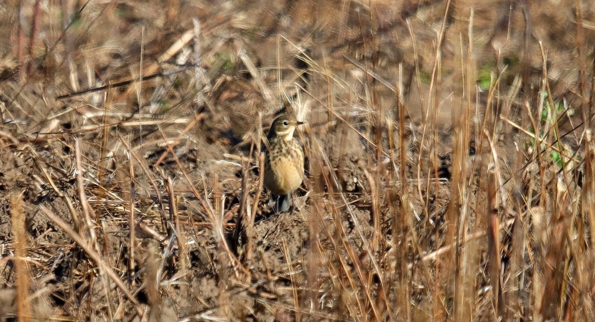 American Pipit - ML498770561