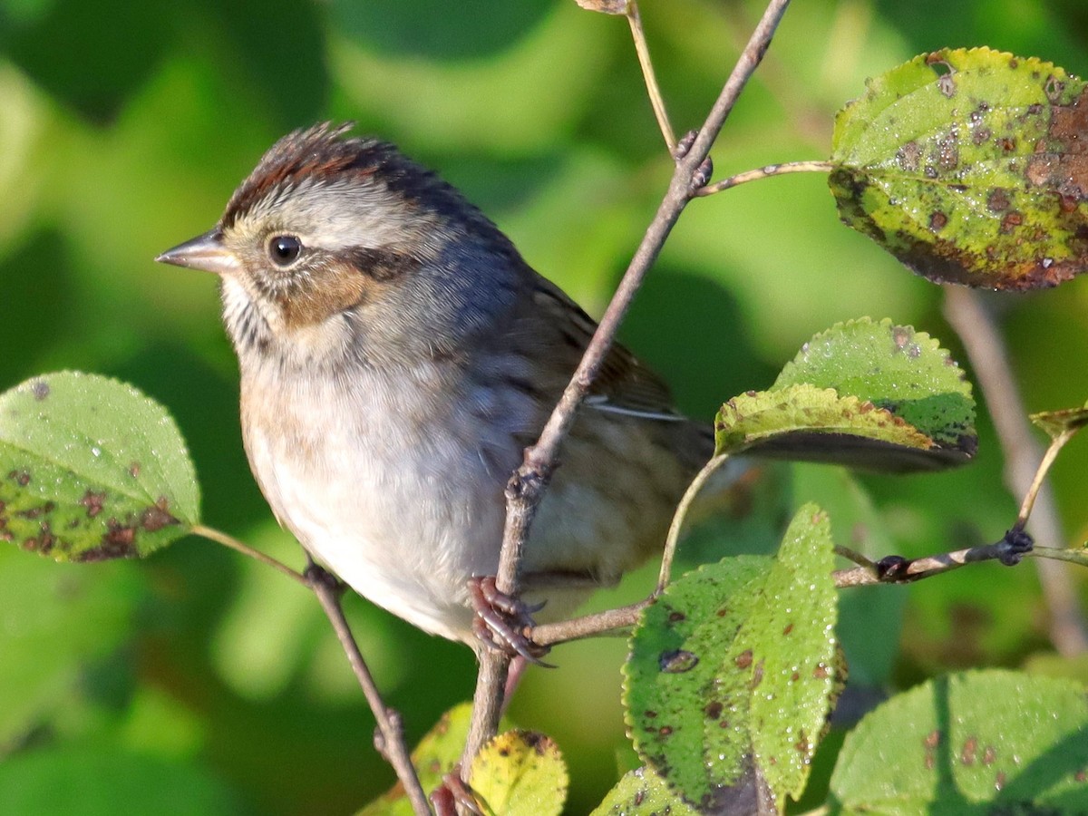 Swamp Sparrow - ML498770971