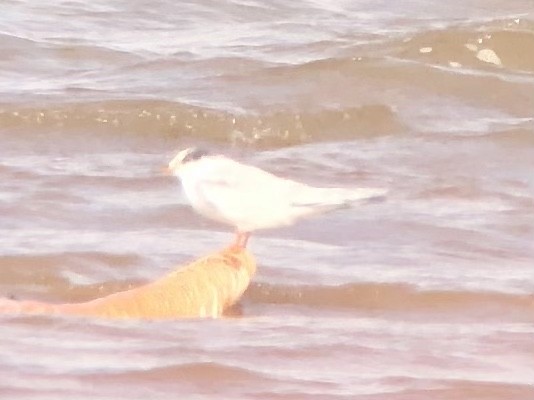 Common Tern - ML498771521