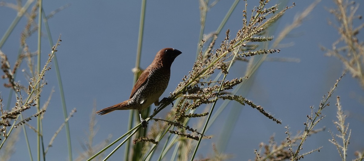 Scaly-breasted Munia - ML498771531