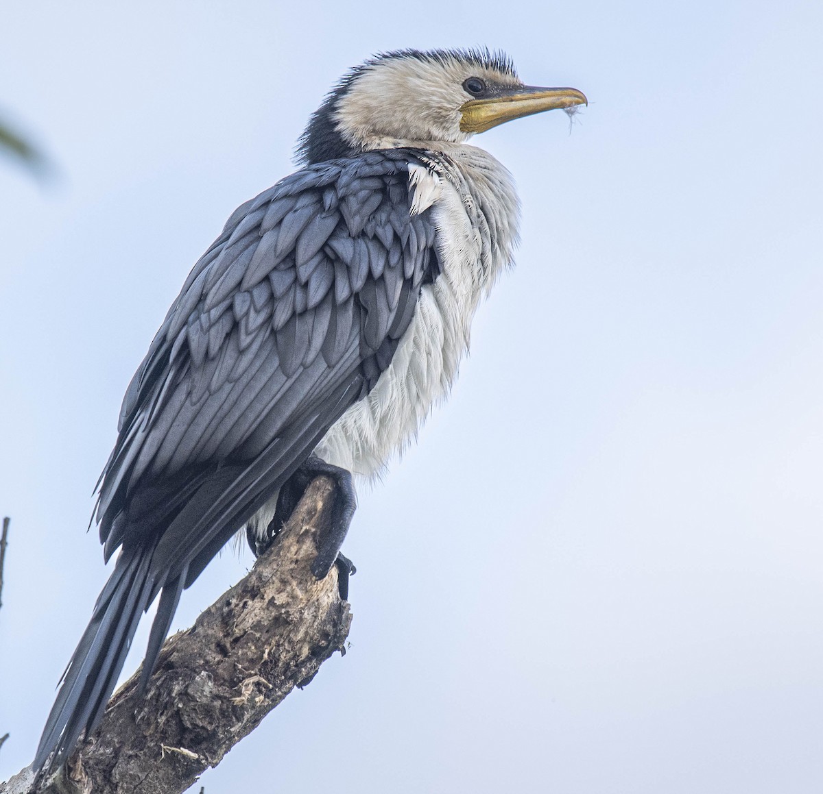 Little Pied Cormorant - ML498771701