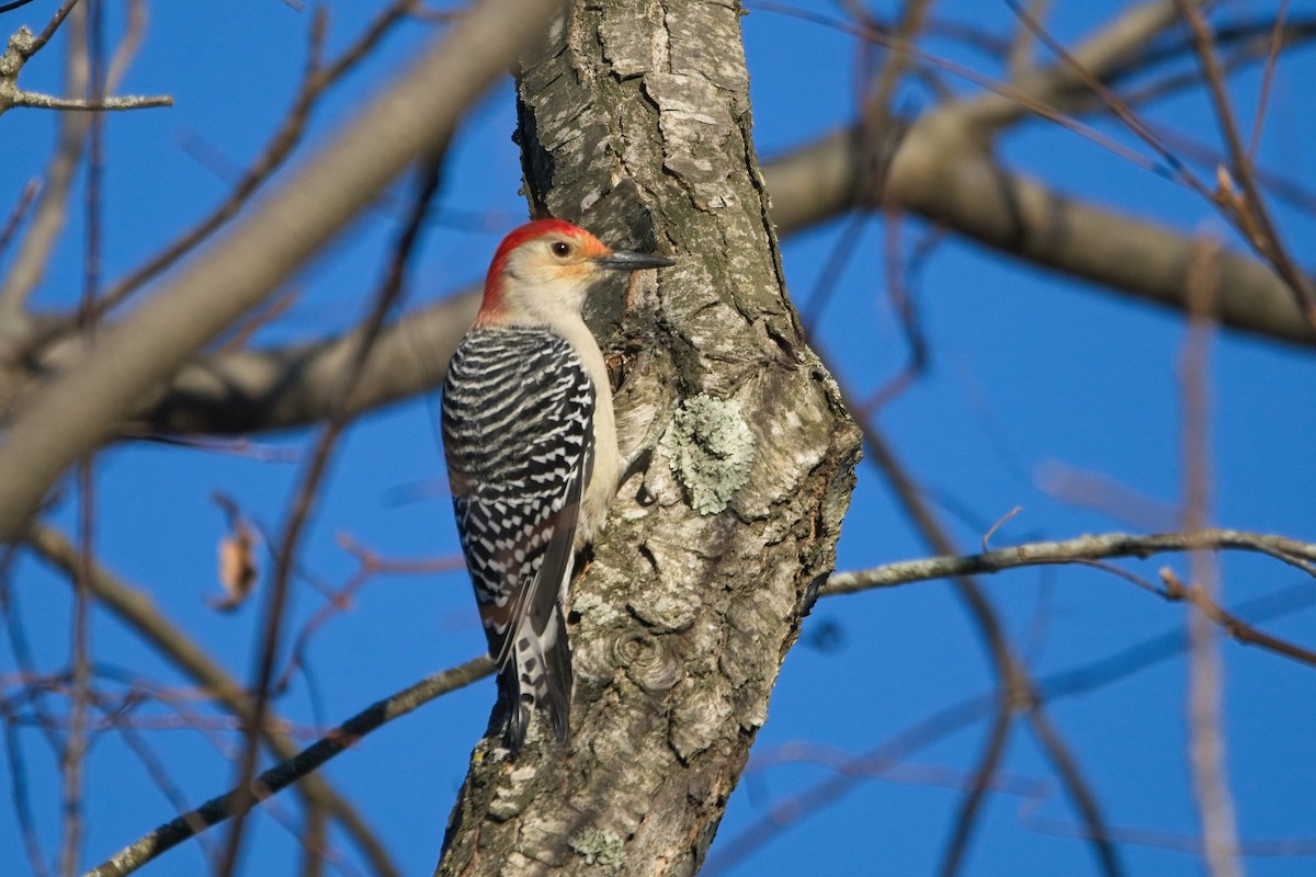 Red-bellied Woodpecker - ML498772081