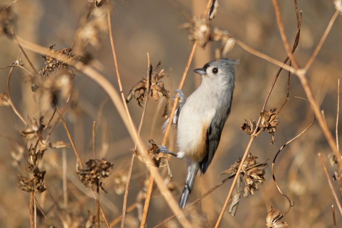 Tufted Titmouse - ML498772131