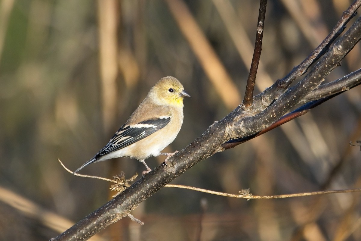 American Goldfinch - ML498772271