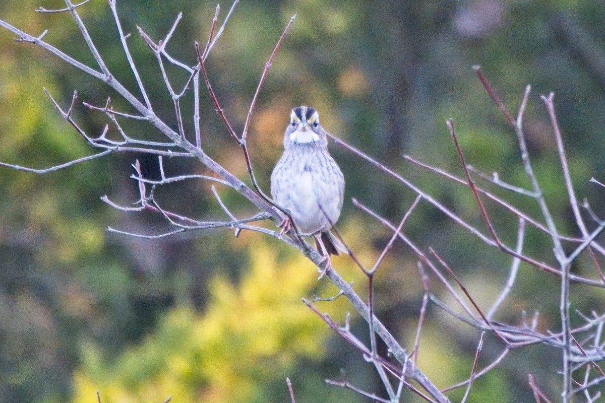 White-throated Sparrow - ML498772331