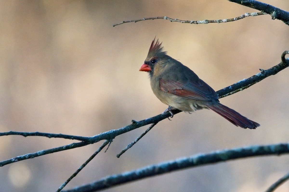 Northern Cardinal - ML498772461