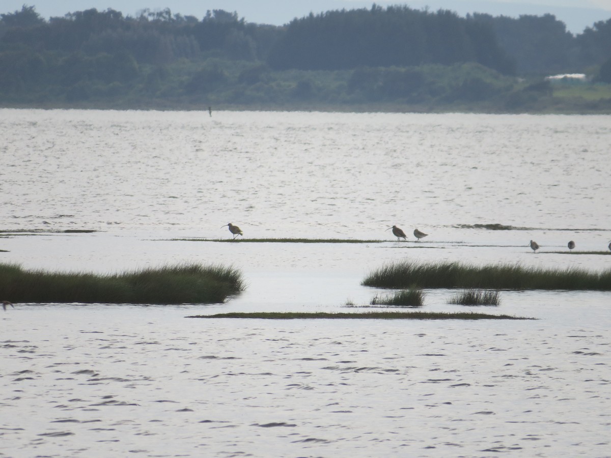 Far Eastern Curlew - ML498774371