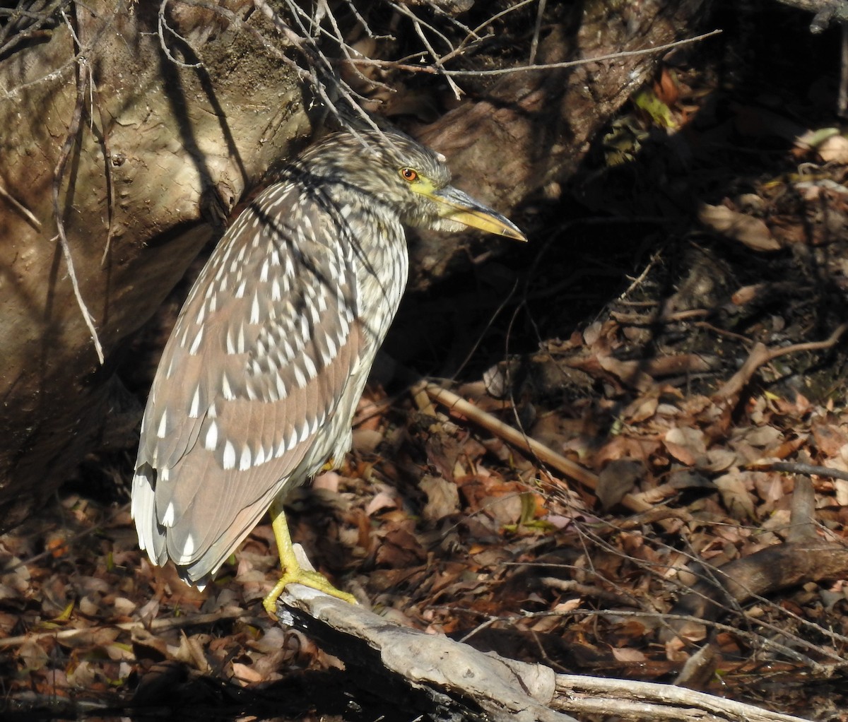 Black-crowned Night Heron - ML498774431