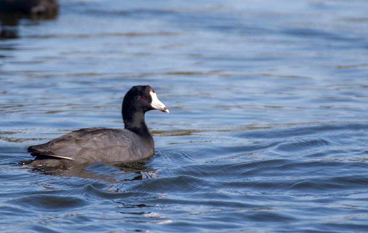 American Coot (Red-shielded) - ML498776321
