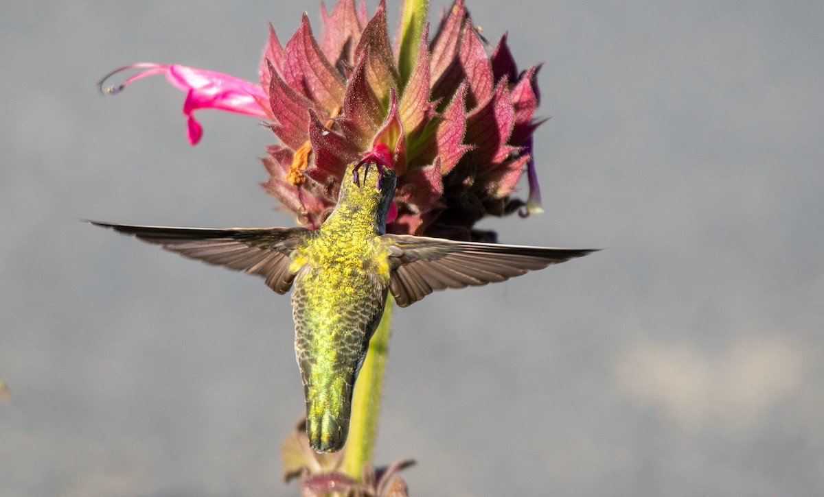 Anna's Hummingbird - ML498776891