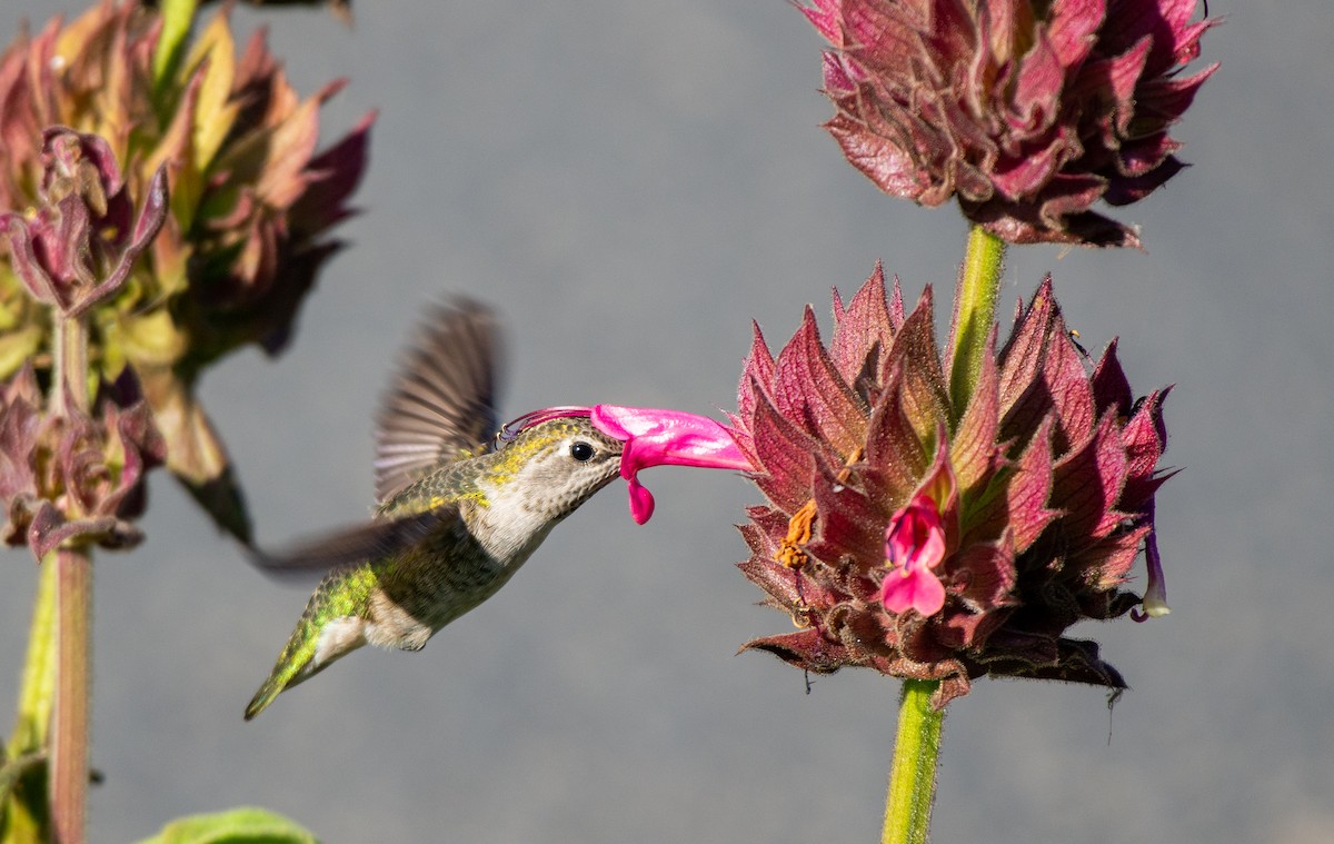 Anna's Hummingbird - ML498776931