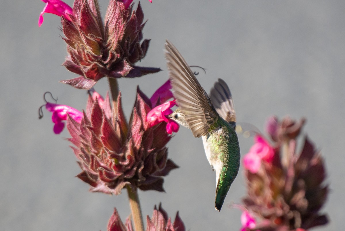 Anna's Hummingbird - ML498776951