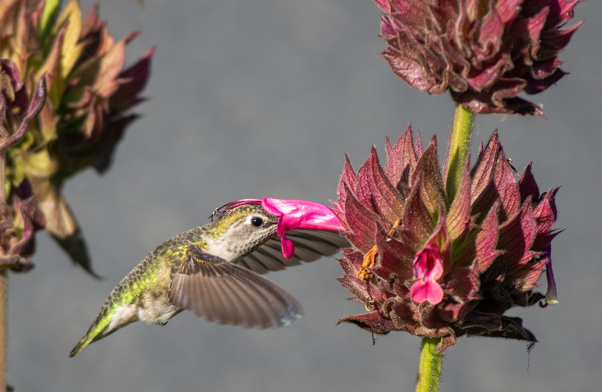 Anna's Hummingbird - ML498776971