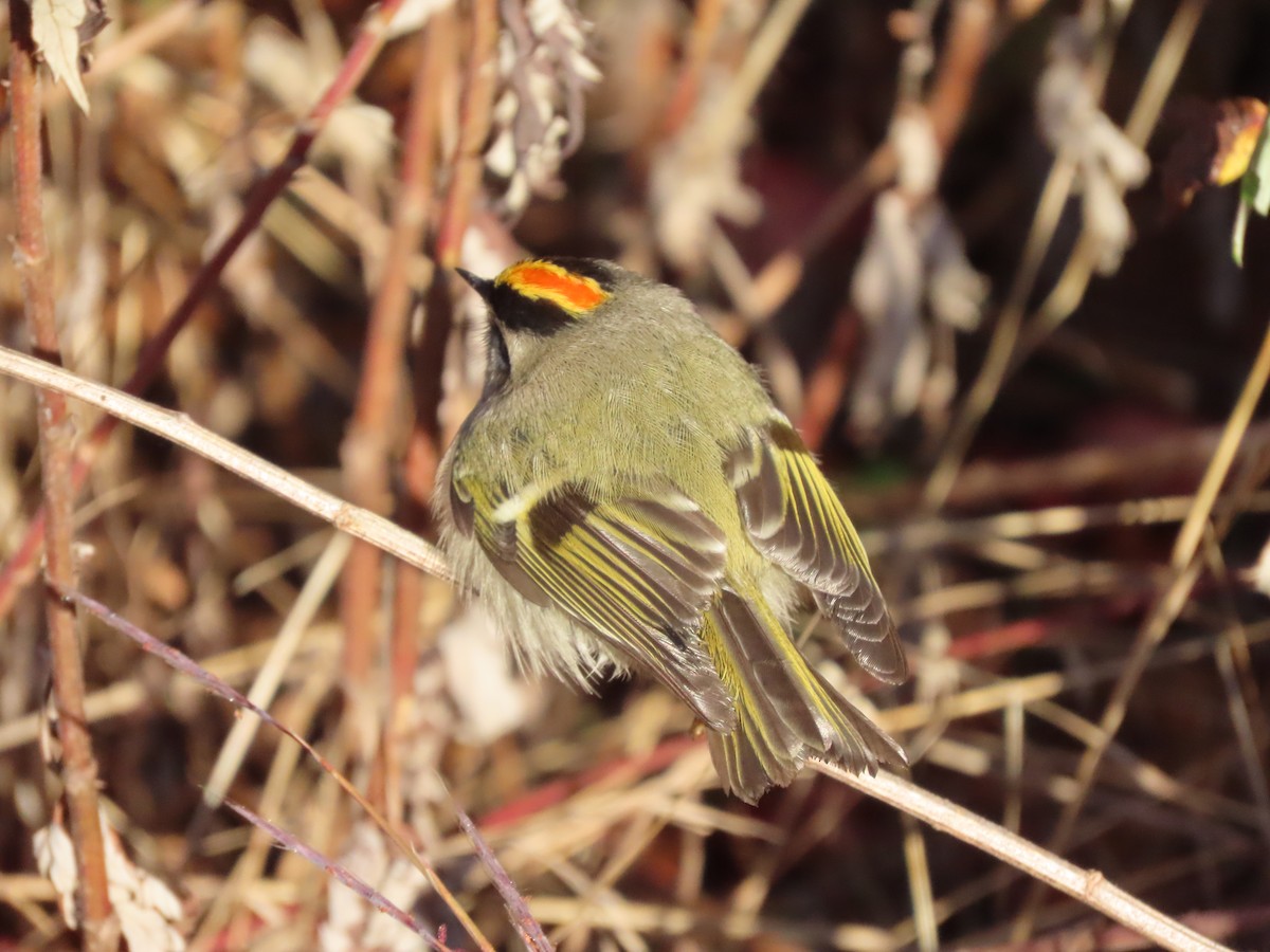 Golden-crowned Kinglet - ML498777031