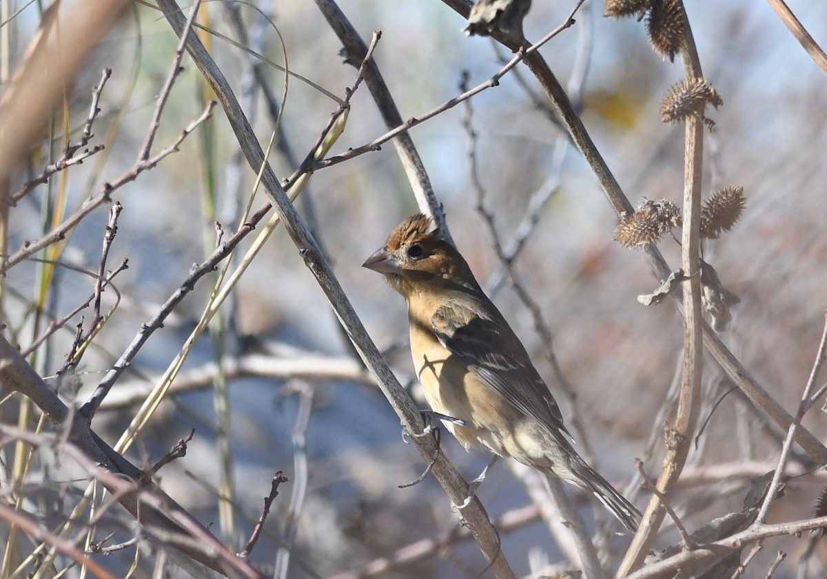 Blue Grosbeak - ML498777761