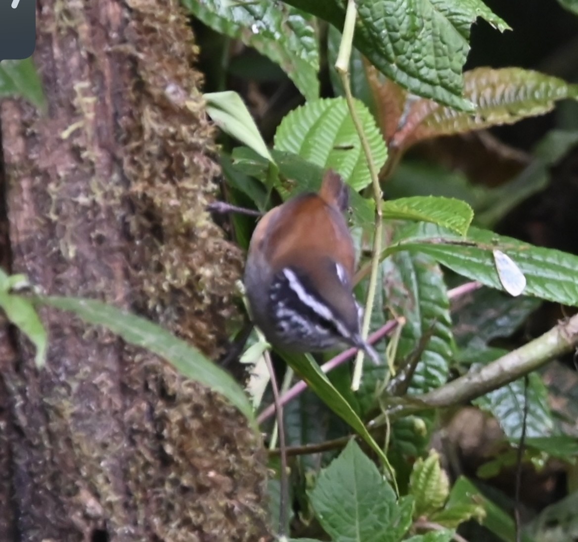 Gray-breasted Wood-Wren - ML498778661