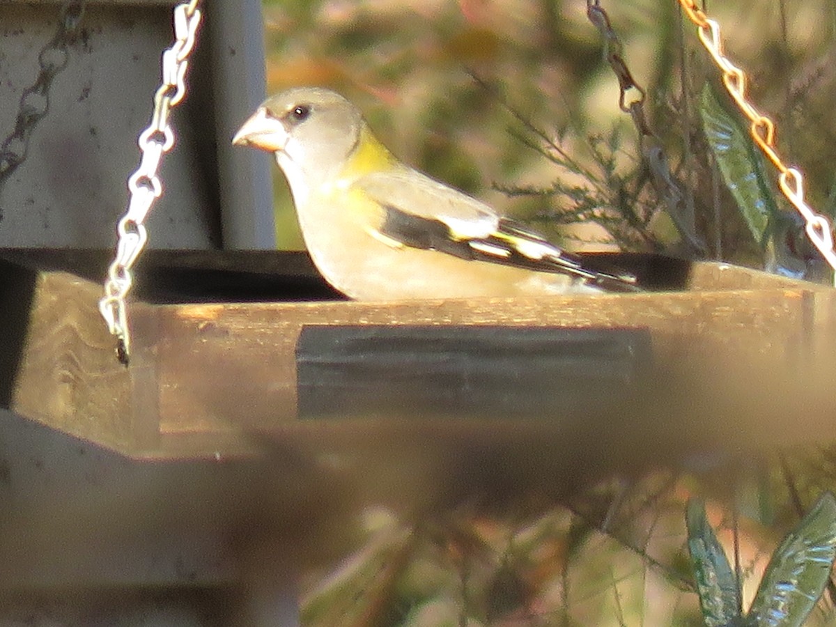 Evening Grosbeak - ML498778901