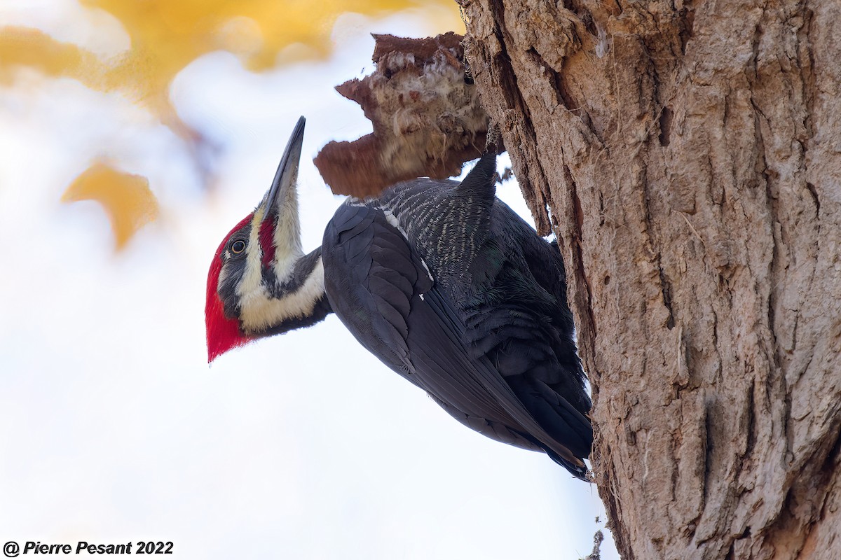Pileated Woodpecker - Pierre Pesant