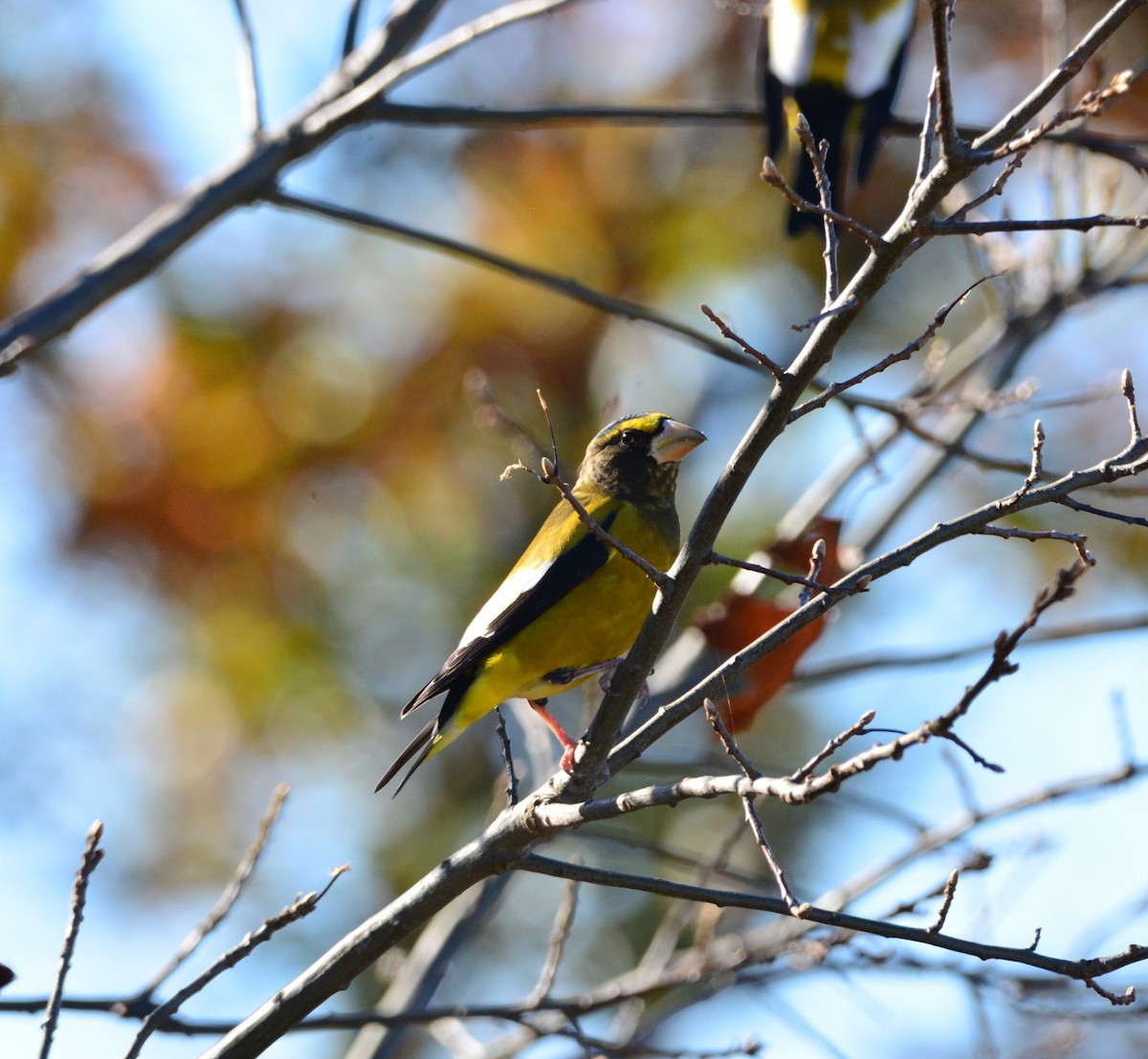 Evening Grosbeak - ML498779951