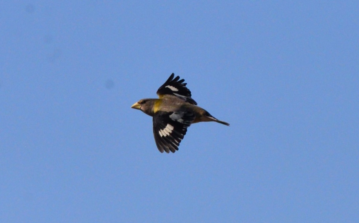 Evening Grosbeak - ML498780021