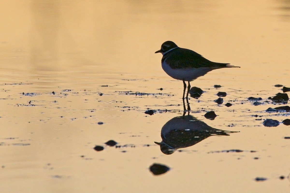 Killdeer - ML498780491