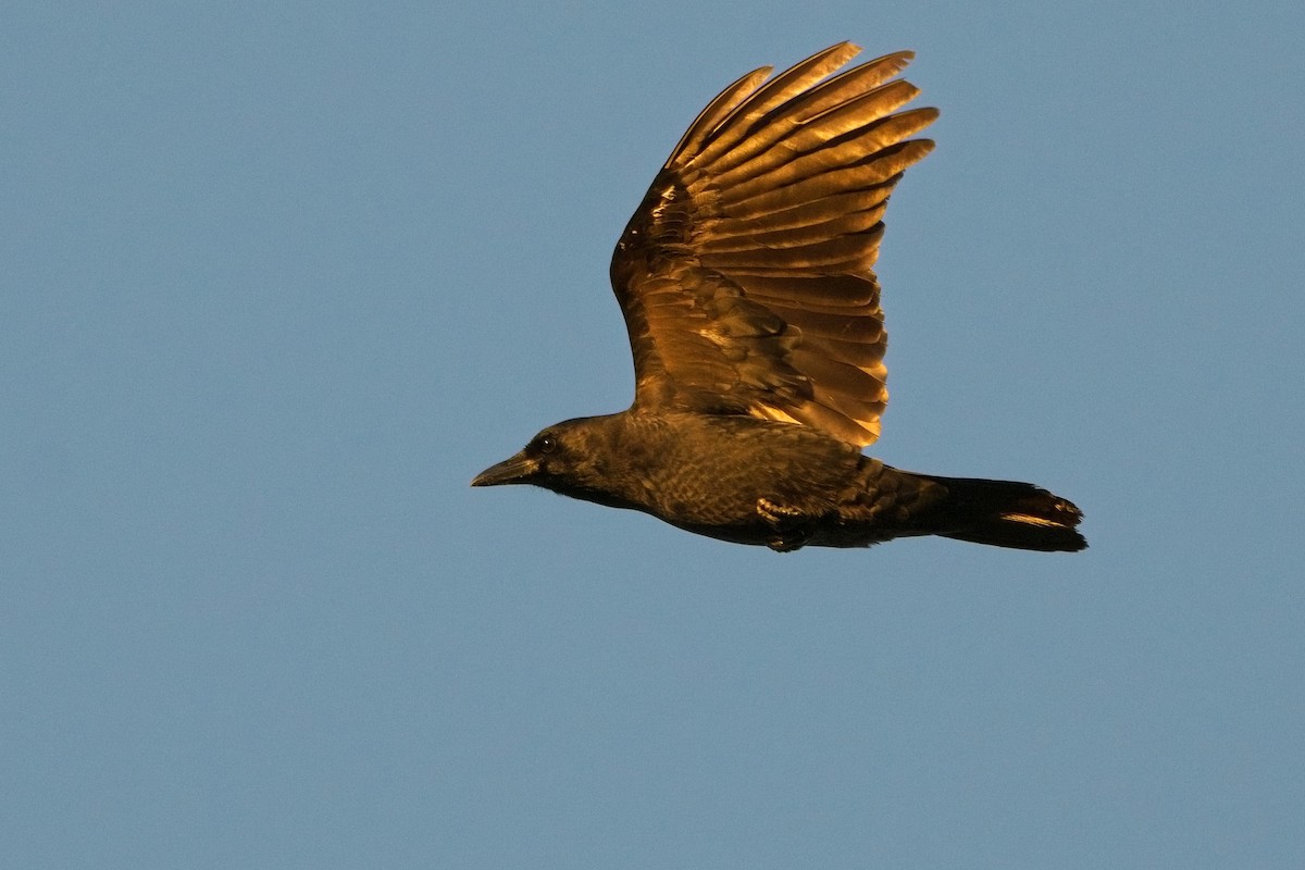 American Crow - ML498780551