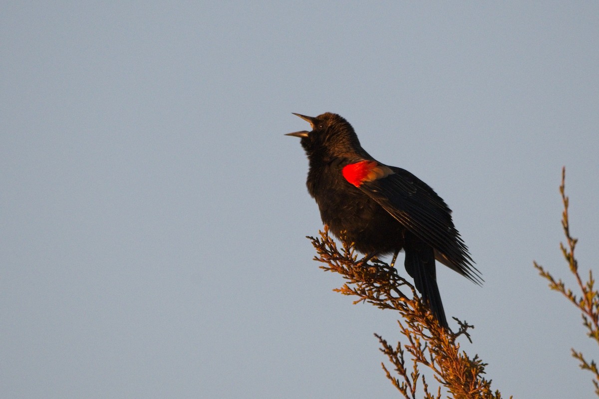 Red-winged Blackbird - ML498780661