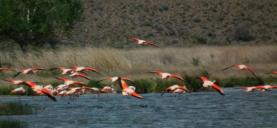 Chilean Flamingo - ML498781041