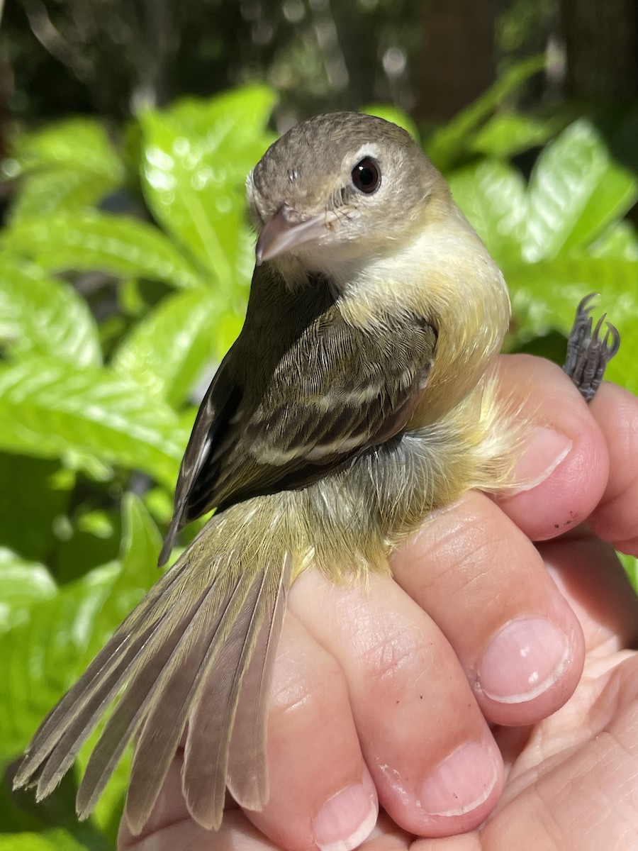 Bell's Vireo - ML498782141