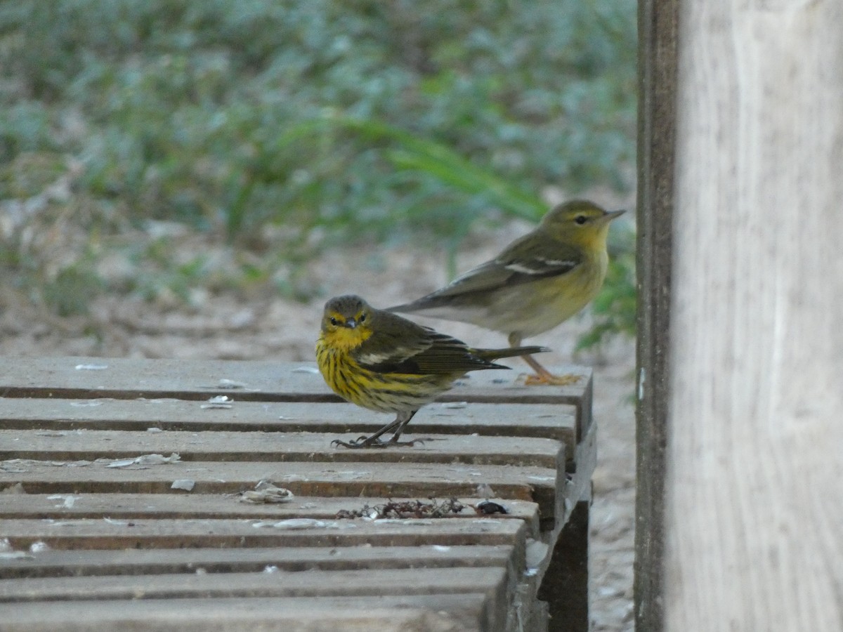 Cape May Warbler - ML498782431