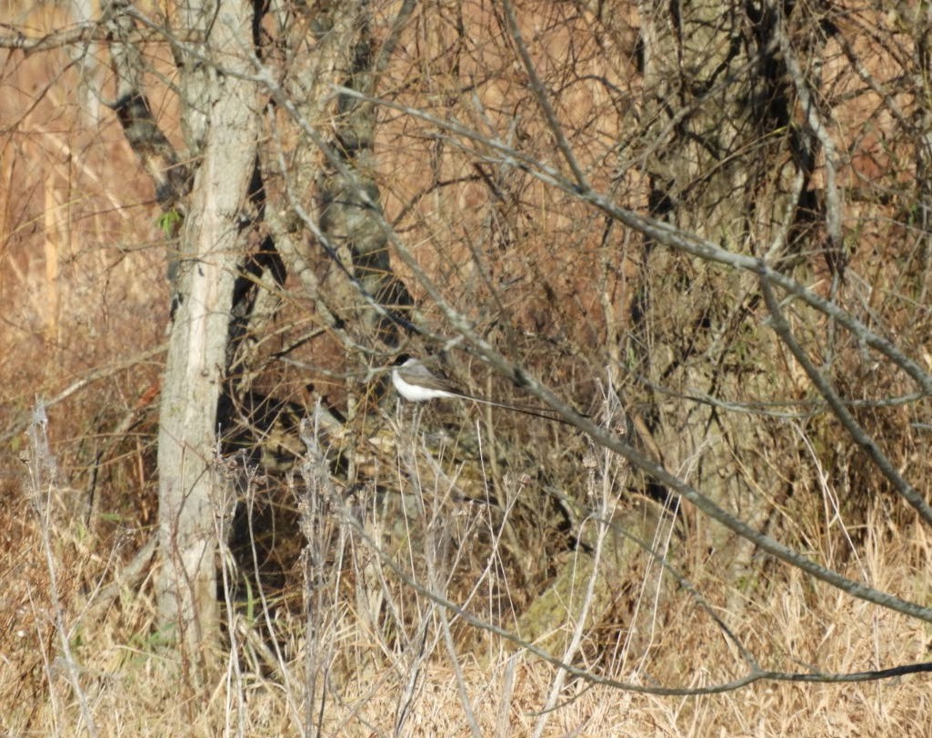 Fork-tailed Flycatcher - ML498783321
