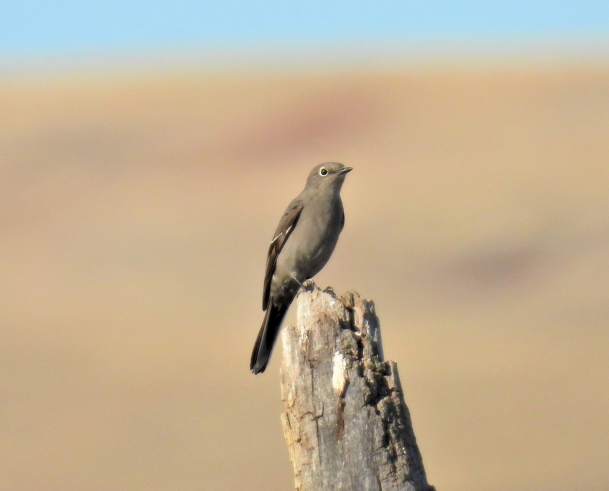 Townsend's Solitaire - Jan Thom