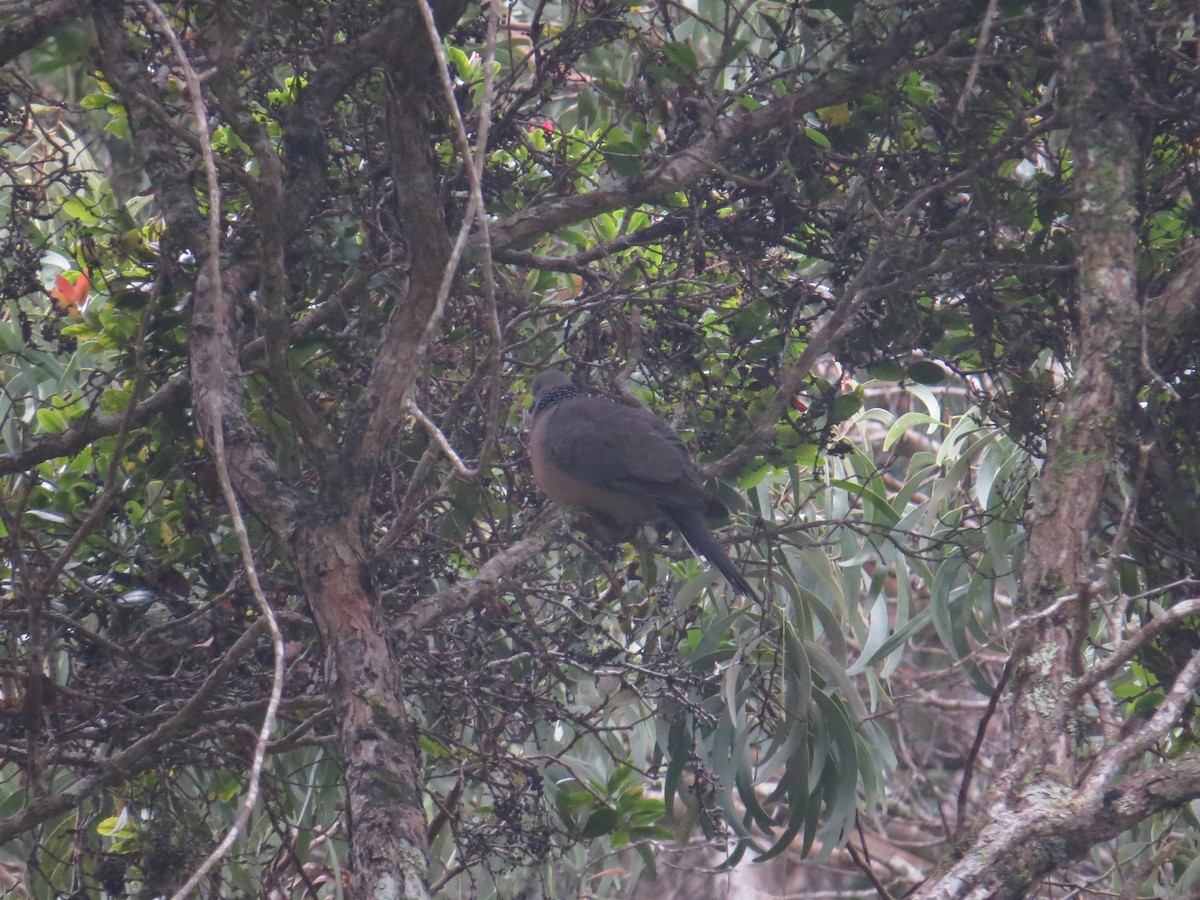 Spotted Dove - Henry Burton