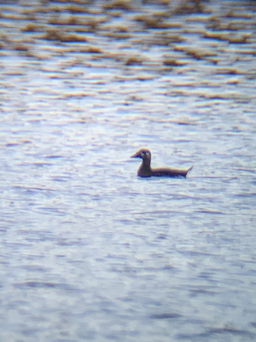 Surf Scoter - ML498785671