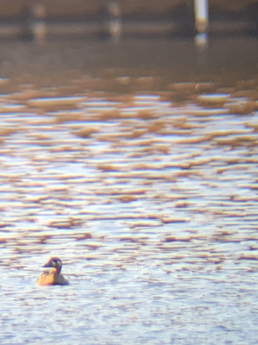 Surf Scoter - Kim Kozella