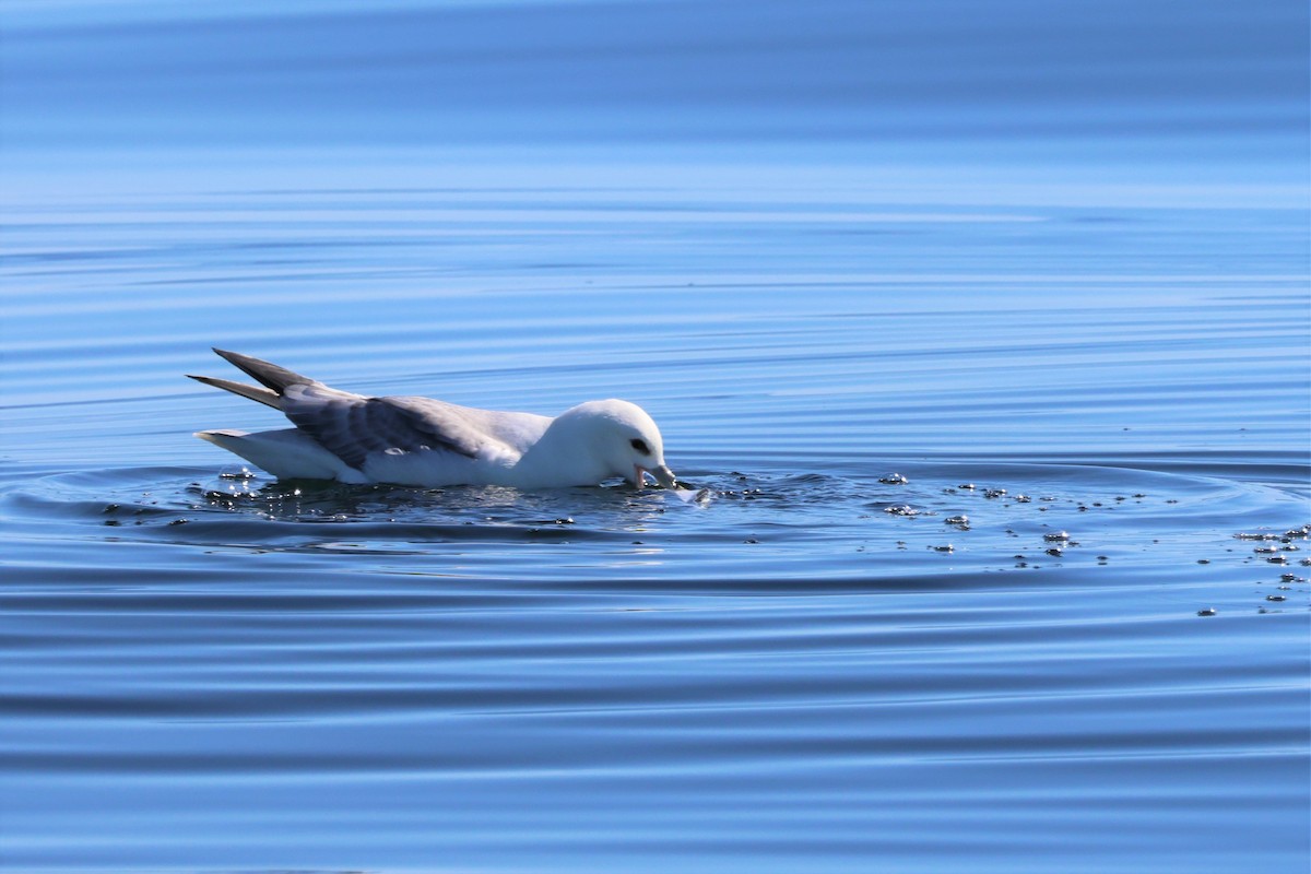 Eissturmvogel - ML498786121