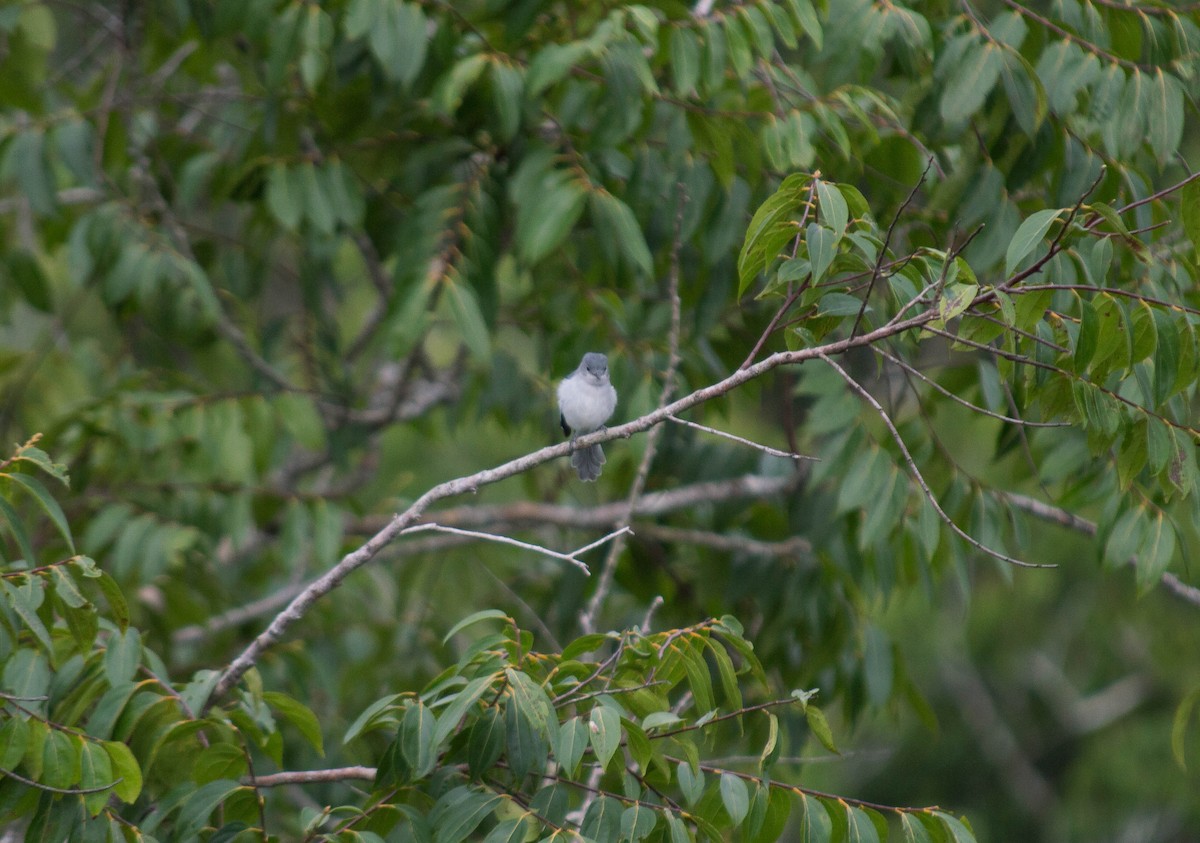 Amazonian Elaenia - Stefano Avilla